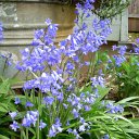 BlueBells