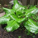 Cardiocrinum