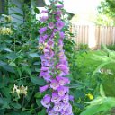 Foxglove
