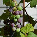 Grape1