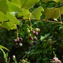 Grape2
