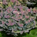 Hydrangea1