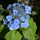 Hydrangea2