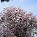 OrnamentalPlum