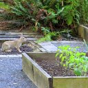 Rabbit3