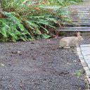 Rabbit6