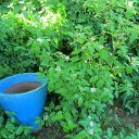 RedDogwood