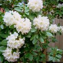 Rhody