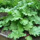 Rhubarb