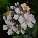 RoseOldFashion1