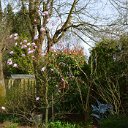 StarMagnolia1